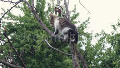 小猫试图<strong>爬树</strong>